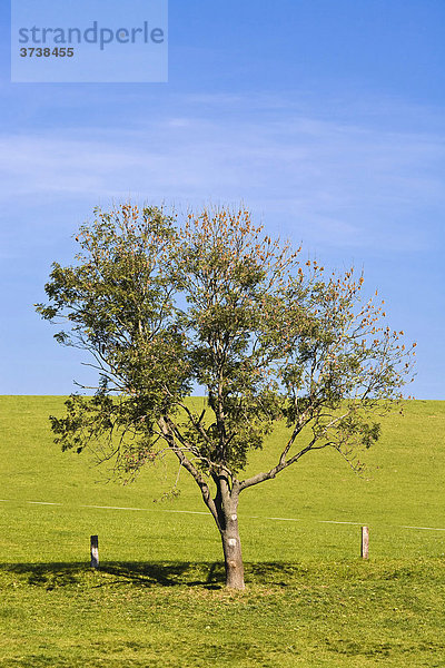 Laubbaum auf einer Wiese im Herbst  Sankt Stefan ob Leoben  Steiermark  Österreich  Europa