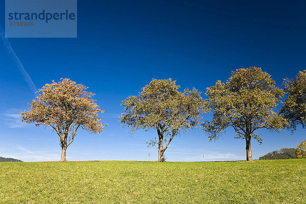 Reihe herbstlich gefärbter Laubbäume  Sankt Stefan ob Leoben  Steiermark  Österreich  Europa