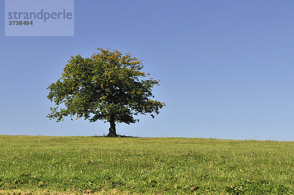 Baum auf grüner Wiese vor blauem Himmel  Eifel  Nordrhein-Westfalen  Deutschland  Europa