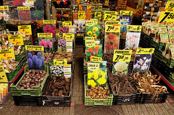 Blumenzwiebeln auf dem traditionellen Blumenmarkt in der Innenstadt von Amsterdam  Holland  Niederlande  Europa