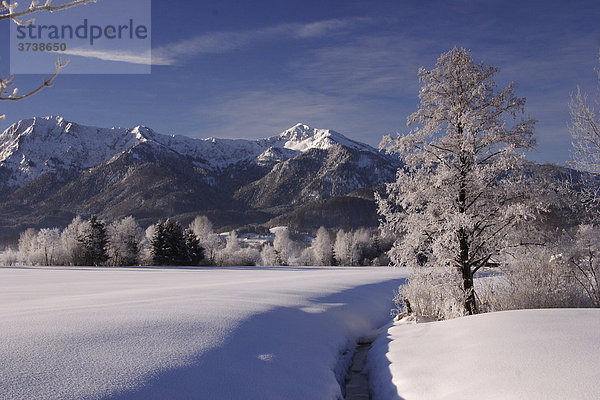 Winter im Kocheler Moos  mit Herzogstand und Heimgarten  Bayern  Deutschland  Europa