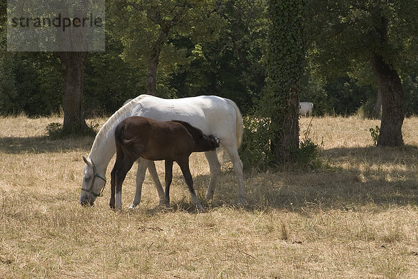 Lipizzanerstute mit trinkendem Fohlen (Equus przewalskii f. caballus)  Gut Lipica  Slowenien  Europa