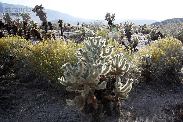 Cholla Kaktus (Opuntia echinocarpa) mit Blüten (Opuntia echinocarpa)  Kalifornien  USA
