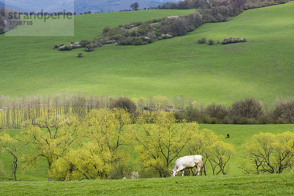 Frühlingslandschaft mit Kuh  Brumov-Bylnice  unter Naturschutz stehender Landschaftsraum CHKO Bile Karpaty  weiße karpatische Berge  Süd-Mähren  Tschechische Republik  Europa