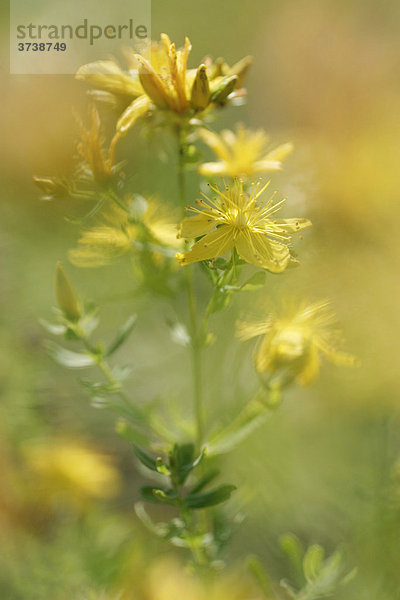 Common St. Johnswort  Common St. John's Wort  Johanniskraut  St. John's Wort (Hypericum perforatum)  Biely vrch  die weißen karpatischen Gebirge  unter Naturschutz stehende Landschaft  Bile Karpaty  Tschechische Republik  Europa