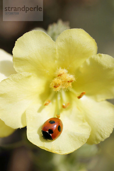 Marienkäfer mit fünf Punkten (Coccinella quinquepunctata) auf Großblütiger Königskerze (Verbascum densiflorum  Verbascum thapsiforme)  Sidonie  die Weißen Karpatischen Berge  unter Naturschutz stehende Region  Bile Karpaty  Tschechische Republik  Europa