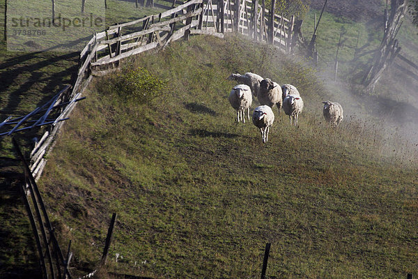 Schaf  Sidonie  Brumov-Bylnice  die Weißen Karpatischen Berge  unter Naturschutz stehende Region  Bile Karpaty  Tschechische Republik  Europa