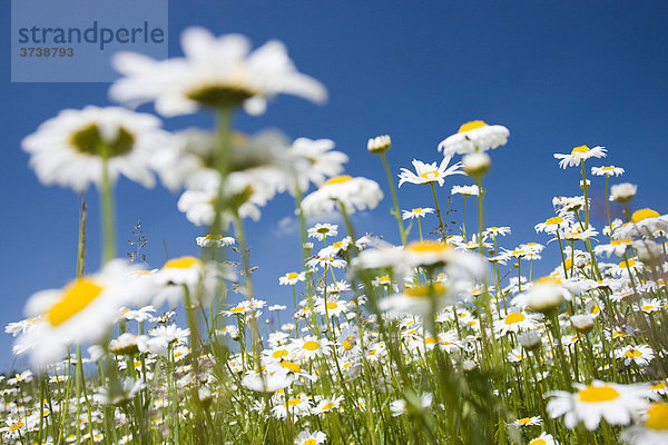 Magerwiesen Margerite (Leucanthemum vulgare)  Vyzkum-Hügel  Weiße Karpatische Berge  Naturschutzgebiet  Bile Karpaty  Mähren  Tschechische Republik  Europa