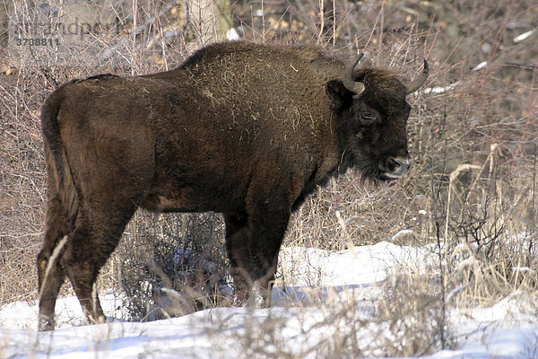 Europäischer Bison (Bison bonasus)  Zubria obora  geschützte Landschaftsregion Ponitrie  Slowakei  Europa