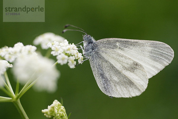 Grosser Kohlweissling (Pieris brassicae)  Zapechova  Weiße Karpathen  Bile Karpaty  Naturschutzgebiet  Slowakei  Europa