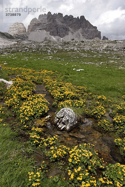 Sumpfdotterblume (Caltha palustris) vor Monte Paterno oder Paternkofel  Sextener Dolomiten  Italien  Europa