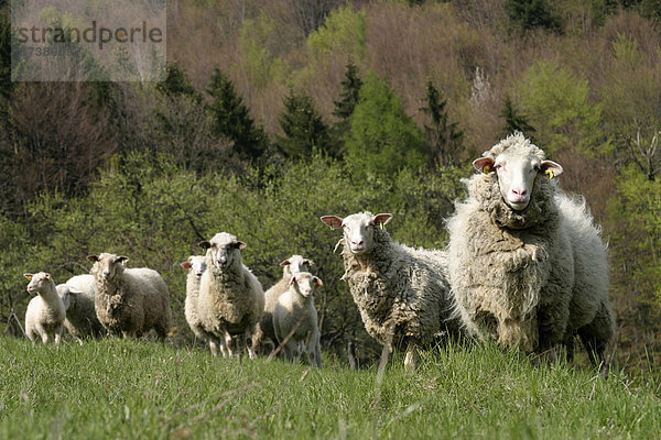 Schafe  Sidonie  Weiße Karpathen  Naturschutzgebiet  Bile Karpaty  Tschechische Republik  Europa