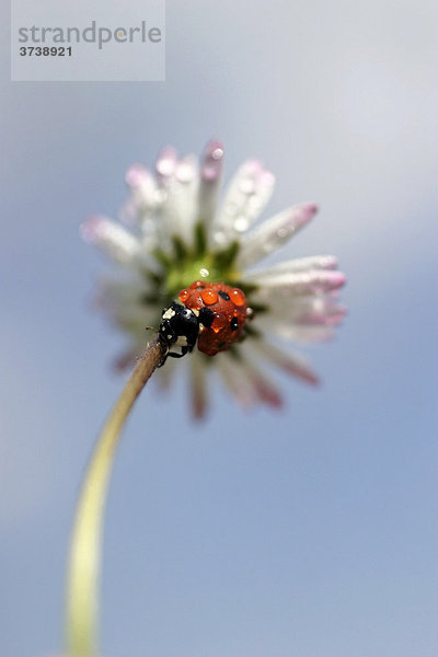 Siebenpunkt-Marienkäfer  Siebenpunkt (Coccinella septempunctata  Coccinella 7-punctata) auf Gänseblümchen (Bellis perennis)  Sidonie  Weiße Karpathen  Naturschutzgebiet  Bile Karpaty  Tschechische Republik  Europa