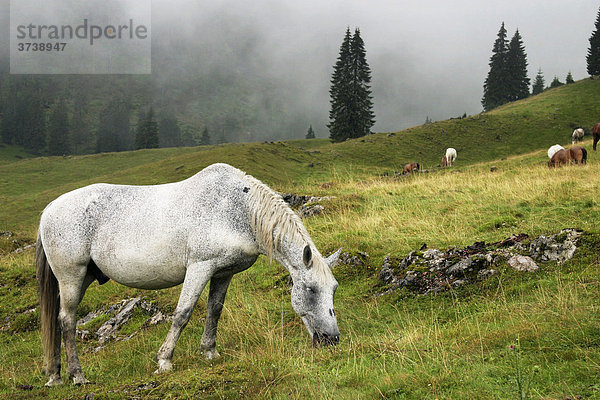 Pferde  Varasoaia-Tal  Bihor-Gebirge  Parcul Natural Apuseni  Rumänien  Europa