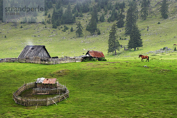 Schafhürde  Bihor-Gebirge  Parcul Natural Apuseni  Romania  Europe