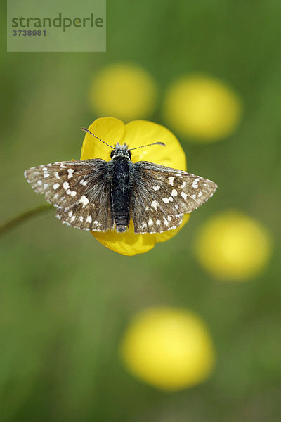 Kleiner Würfel-Dickkopffalter (Pyrgus malvae) auf Hahnenfuss (Ranunculus)  Sidonie  Brumov-Bylnice  Weiße Karpaten  Naturschutzgebiet  Bile Karpaty  Tschechische Republik  Europa