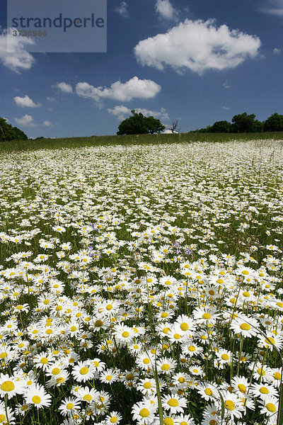 Margeriten (Leucanthemum vulgare  Chrysanthemum leucanthemum  Leucanthemum leucanthemum)  Vyzkum  Weiße Karpaten  Naturschutzgebiet  Bile Karpaty  Südmähren  Tschechische Republik  Europa