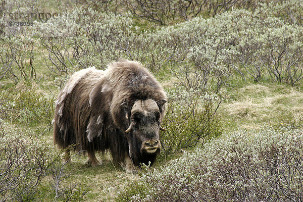 Moschusochse (Ovibos moschatus) im Dovrefjell Nationalpark  Norwegen  Skandinavien  Nordeuropa