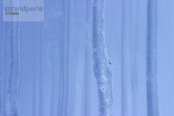 Buchenwald im Winter auf dem Hügel Javornik  Weiße Karpaten  Naturschutzgebiet  Bile Karpaty  Tschechische Republik  Europa