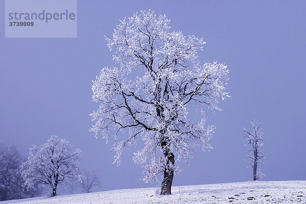 Winterlandschaft auf Lesna  Weiße Karpaten  Naturschutzgebiet  Bile Karpaty  Tschechische Republik  Europa