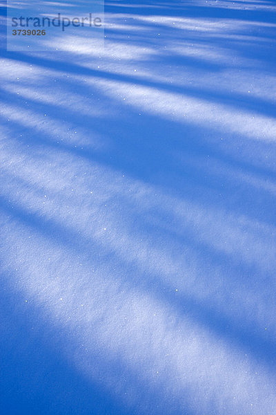 Blauer Schnee mit Schatten von Bäumen