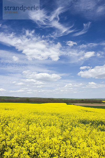 Frühlingslandschaft mit Rapsfeld nahe Miroslavske Kninice  Znojmo-Distrikt  Süd-Mähren  Tschechische Republik  Europa