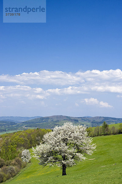 Frühlingslandschaft in Planavy  Bile Karpaty  unter Naturschutz stehender Landstrich Weiße Karpaten  Mähren  Tschechische Republik  Europa