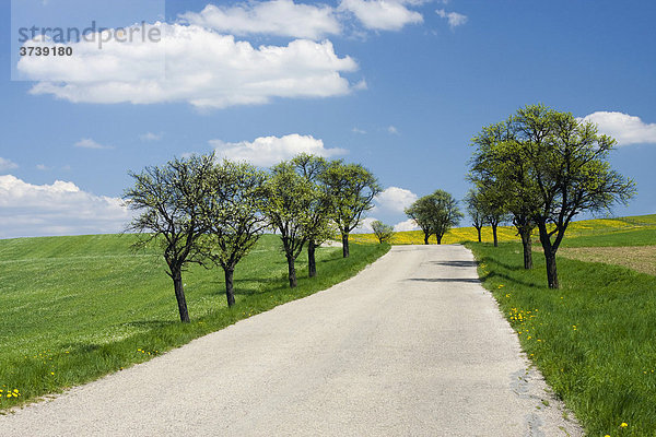 Straße in Frühlingslandschaft nahe Pitin  Bile Karpaty  unter Naturschutz stehender Landstrich Weiße Karpaten  Mähren  Tschechische Republik  Europa