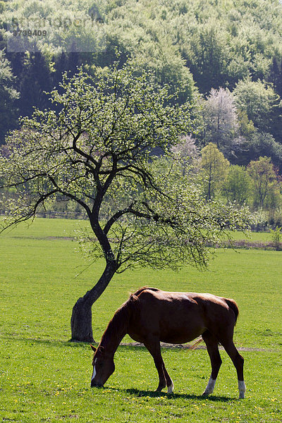 Pferd (Equus caballus) grast in Frühlingslandschaft  Lipina  naturgeschützter Landschaftsraum Weiße Karpaten  Bile Karpaty  Mähren  Tschechische Republik  Zentral-Europa