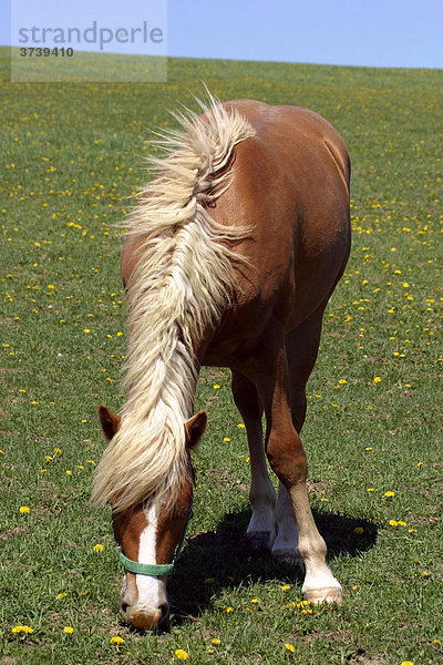 Pferd grast (Equus caballus)  Rokytnice  naturgeschützter Landschaftsraum Weiße Karpaten  Bile Karpaty  Mähren  Tschechische Republik  Zentral-Europa