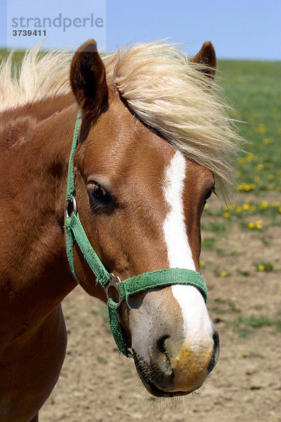 Pferd (Equus caballus)  Rokytnice  naturgeschützter Landschaftsraum Weiße Karpaten  Bile Karpaty  Mähren  Tschechische Republik  Zentral-Europa