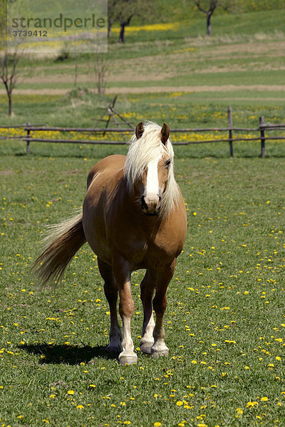 Pferd (Equus caballus)  Rokytnice  naturgeschützter Landschaftsraum Weiße Karpaten  Bile Karpaty  Mähren  Tschechische Republik  Zentral-Europa