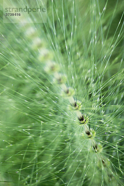 Schachtelhalme (Equisetum)  Sidonie  naturgeschützter Landschaftsraum Weiße Karpaten  Bile Karpaty  Slowakei  Europa