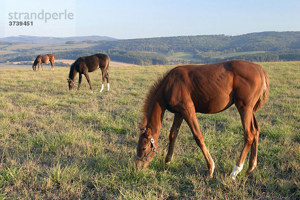 Pferde grasen im Naturschutzgebiet  Rokytnice  Weiße Karpathen  Bile Karpaty  Mähren  Tschechische Republik  Europa