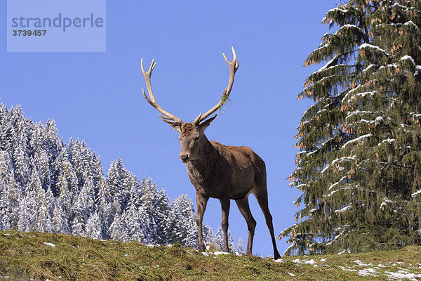 Rothirsch (Cervus elaphus)  Österreich  Europa