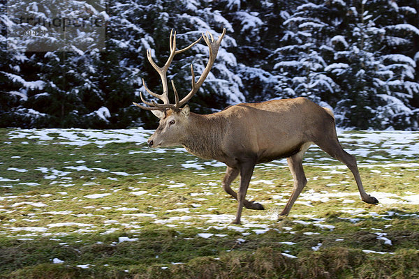 Rothirsch (Cervus elaphus)  Österreich  Europa