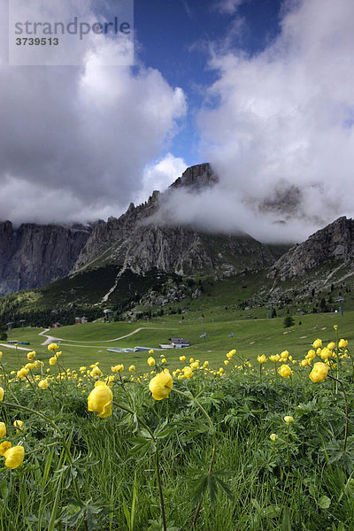 Trollblumen (Trollius europaeus)  Pecol  Sella  Dolomiten  Alpen  Italien  Europa