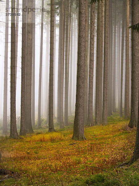 Nebliger Wald  Kamenna hora  Böhmerwald Nationalpark  Sumava Nationalpark  Böhmen  Tschechische Republik  Europa