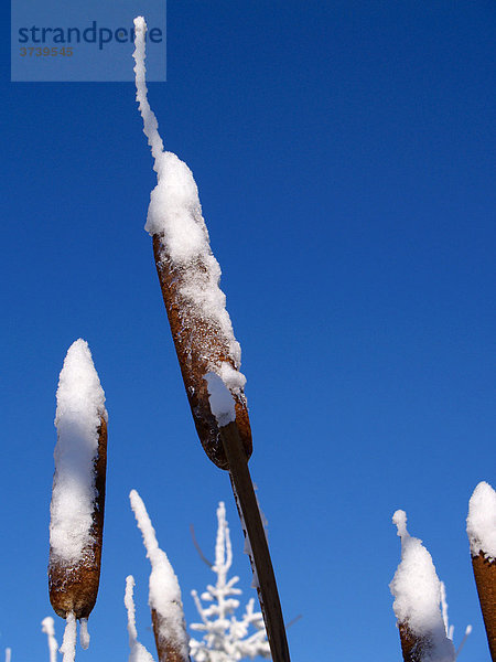 Elefantengras oder Napiergras (Pennisetum purpureum)  schneebedeckt  Koncita  Studlov  Naturschutzgebiet Weiße Karpaten  Bile Karpaty  Mähren  Tschechien  Zentraleuropa