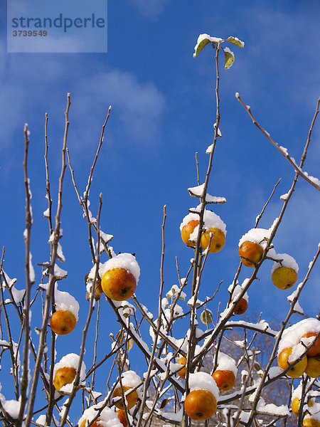 Apfelbaum mit Schnee  Ruprechtice  Naturschutzgebiet Broumov  Nachod Bezirk  Ostböhmen  Tschechien  Zentraleuropa