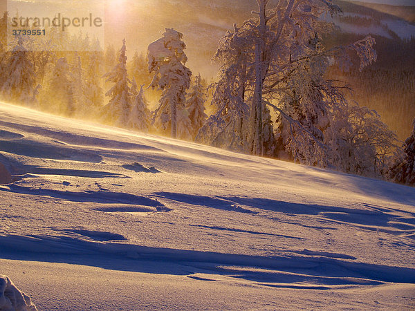 Winter auf dem Velk_ KlÌnovec Berg  Puderschnee  Altvatergebirge  Naturschutzgebiet  Nordmähren  Tschechien  Mitteleuropa