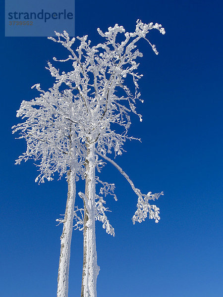 Schneebedeckte Buchen (Fagus) in der Cervenohorske Kluft  Altvatergebirge  Naturschutzgebiet  Nordmähren  Tschechien  Mitteleuropa