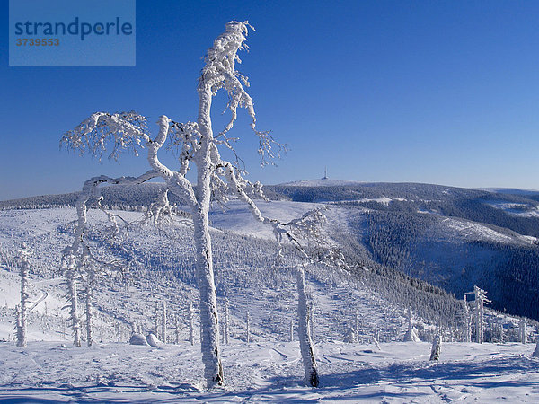 Schneebedeckte Bäume  Velky Klinovec Berg  Altvatergebirge  Naturschutzgebiet  Nordmähren  Tschechien  Mitteleuropa
