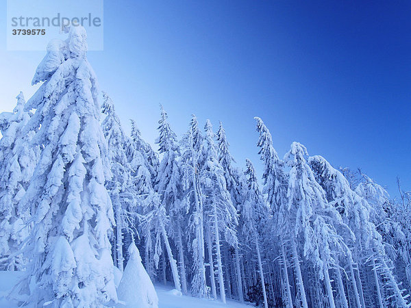 Winterlicher Wald auf dem Berg Norici  mit Schnee bedeckte Kieferngewächse  Tannen  Beskiden  Naturschutzgebiet  Nordmähren  Tschechien  Mitteleuropa