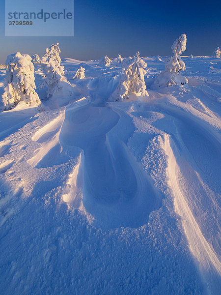 Verschneite Bäume  tiefer Neuschnee auf dem Velky Klinovec Berg  Altvatergebirge  Naturschutzgebiet  Nordmähren  Tschechien  Mitteleuropa