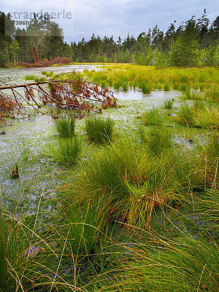Cervene blato  Sumpfgebiet  Wildnis  Naturschutzgebiet Trebonsko  Süd-Böhmen  Tschechische Republik  Europa
