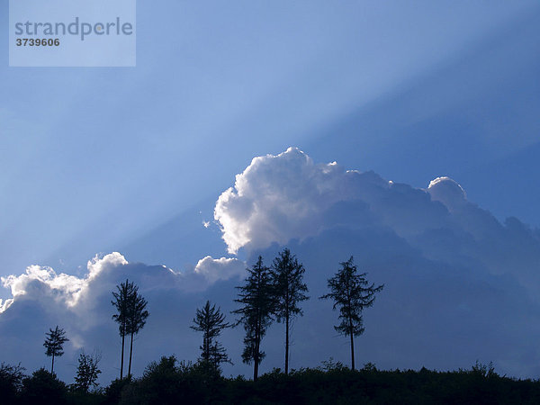 Lärchen (Larix decidua)  vor blauem Himmel mit Quellwolken  in Sidonie  Naturschutzgebiet Weiße Karpaten  Bile Karpaty  Mähren  Tschechische Republik  Europa