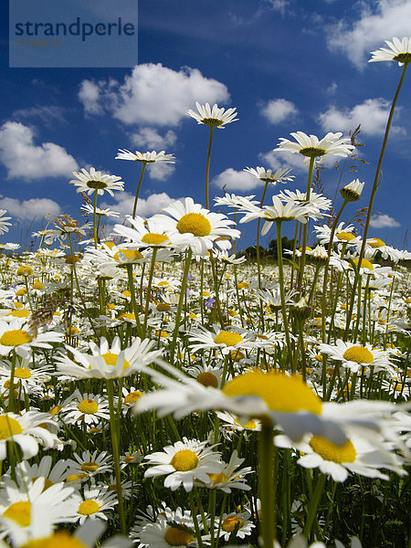 Magerwiesen-Margeriten (Leucanthemum vulgare)  auf dem Vyzkum-Hügel  vor blauem Himmel und dahinziehenden Wolken  Naturschutzgebiet Weiße Karpaten  Bile Karpaty  Mähren  Tschechische Republik  Europa