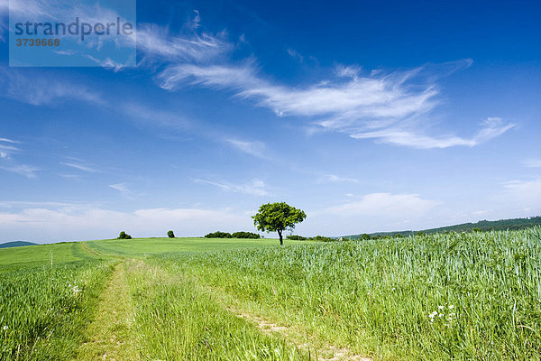 Landschaft nahe Pitin  Naturschutzgebiet Weiße Karpaten  Bile Karpaty  Mähren  Tschechische Republik  Zentraleuropa