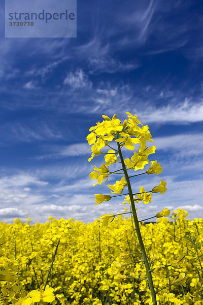 Rapsfeld unter blauem leicht bewölkten Himmel